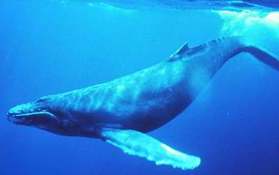 ballena-jorobada.jpg