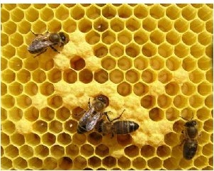 PANAL DE ABEJAS