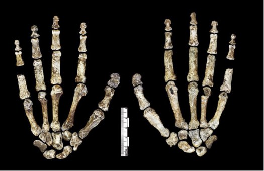 MANOS HOMO NALEDI