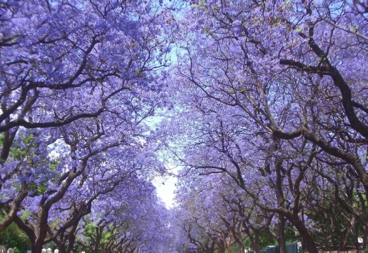 jacaranda10