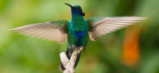 colibri-el-jardin-encantado